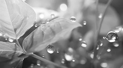 水滴娃娃