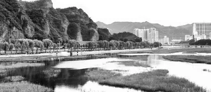 武烈河飞来了野鸭 