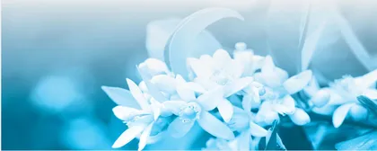 橙花生韵,浪漫如诗1