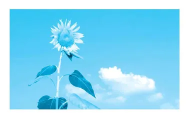 少年莫等闲，且骄且绽放