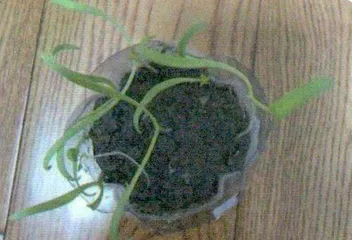 菠菜苗观察日记