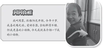 蜜袋鼯成长日记