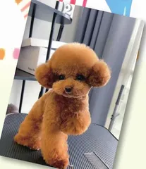 爱犬巧克力