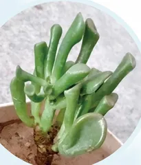 吸财树