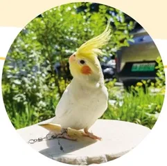 调皮的小鹦鹉