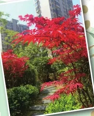 游小区