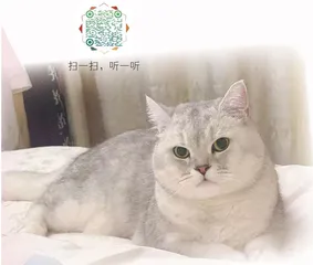 团子、肉球、肉圆和橘子