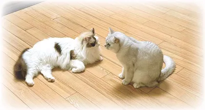 团子、肉球、肉圆和橘子1