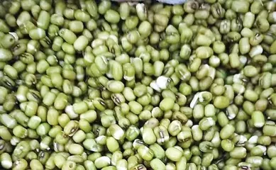 绿豆发芽记