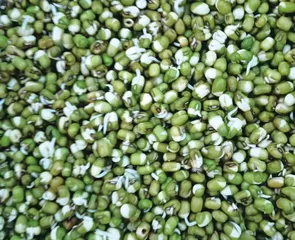 绿豆发芽记1