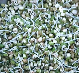 绿豆发芽记2