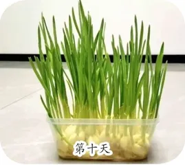 “蒜”你可爱2