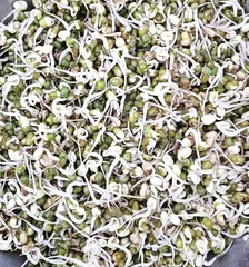 绿豆发芽记3