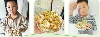 蒜苗成长记1