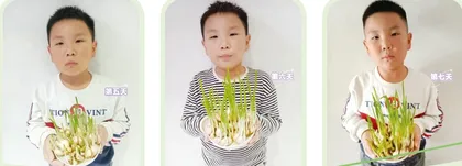 蒜苗成长记2