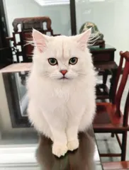 白猫正传