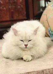 白猫正传1