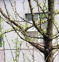 窗外的银杏树