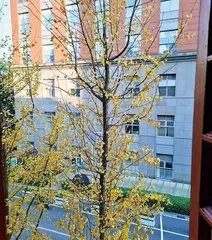 窗外的银杏树5