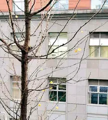 窗外的银杏树6
