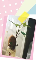 “ 薯兄弟”大变身1