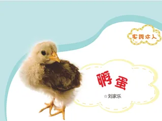 孵蛋