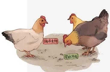 先有鸡,还是先有蛋3