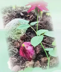 “葱”明如我2
