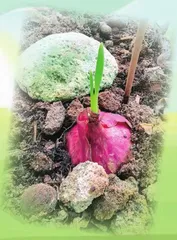 “葱”明如我4