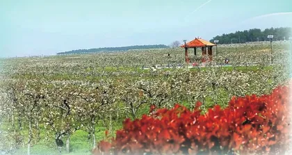 游鄢岗之星