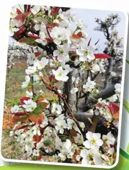 游鄢岗之星1