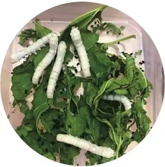 我和蚕宝宝一起成长2