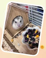 仓鼠观察日记