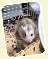 仓鼠观察日记1