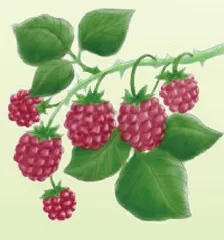 山间“小精灵”——树莓
