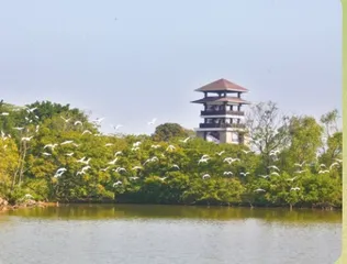 江上的水鸟