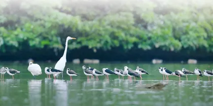 江上的水鸟1