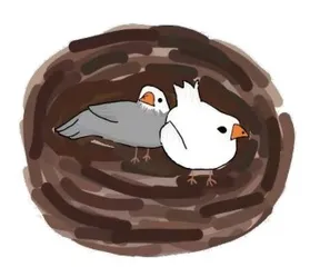红嘴珍珠鸟