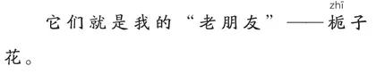栀子花2