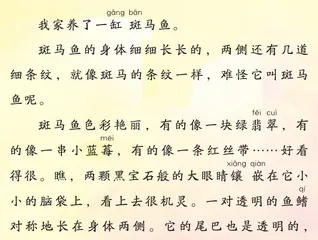 斑马鱼
