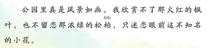 “火球”花1