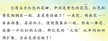 “火球”花2