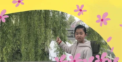 风信子