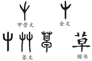 草