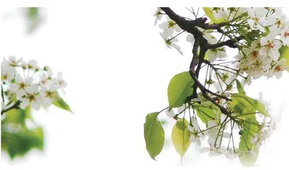 梨花