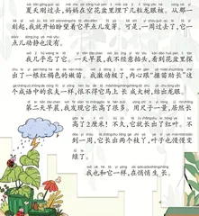 龙眼苗