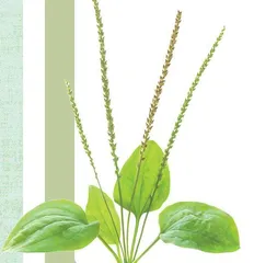 车前草