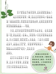 寻找车前草