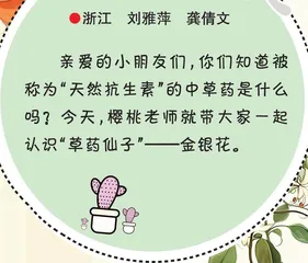金银花