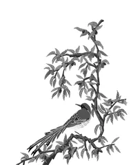 枣花